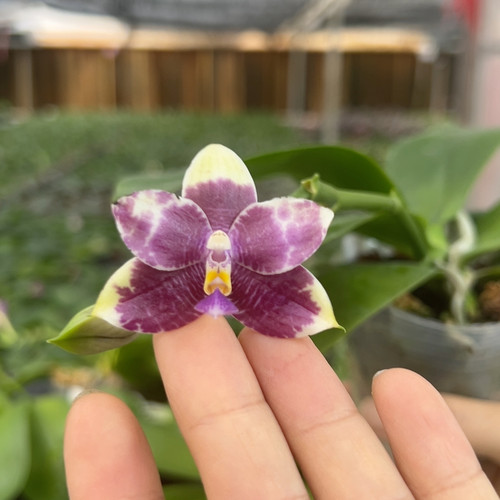 1506原生柳林交品有花牌