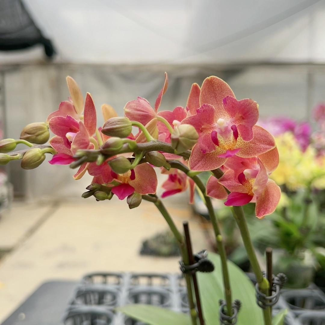 0970红色小花两眼小翅膀变异三花剑3寸加高杯,鲜花速递/花卉仿真/绿植园艺,国兰/杂交兰/洋兰类,淘宝优惠券,粉丝福利购,淘宝优惠卷