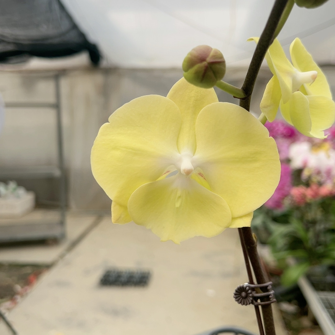 1412。柠檬黄大舌头开花株,鲜花速递/花卉仿真/绿植园艺,国兰/杂交兰/洋兰类,淘宝优惠券,粉丝福利购,淘宝优惠卷