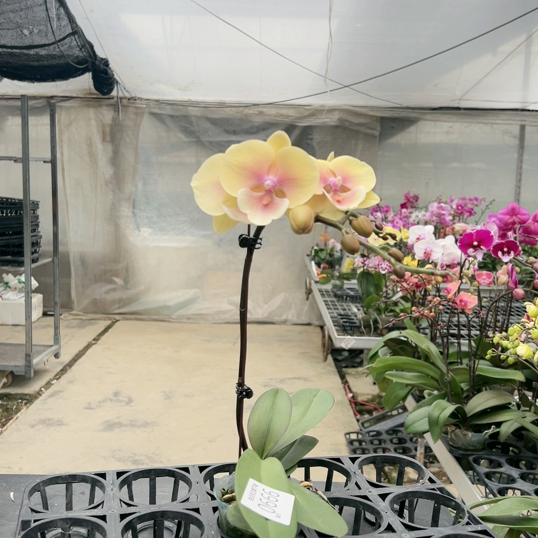 0752桃面玉唇3.0杯,鲜花速递/花卉仿真/绿植园艺,国兰/杂交兰/洋兰类,淘宝优惠券,粉丝福利购,淘宝优惠卷