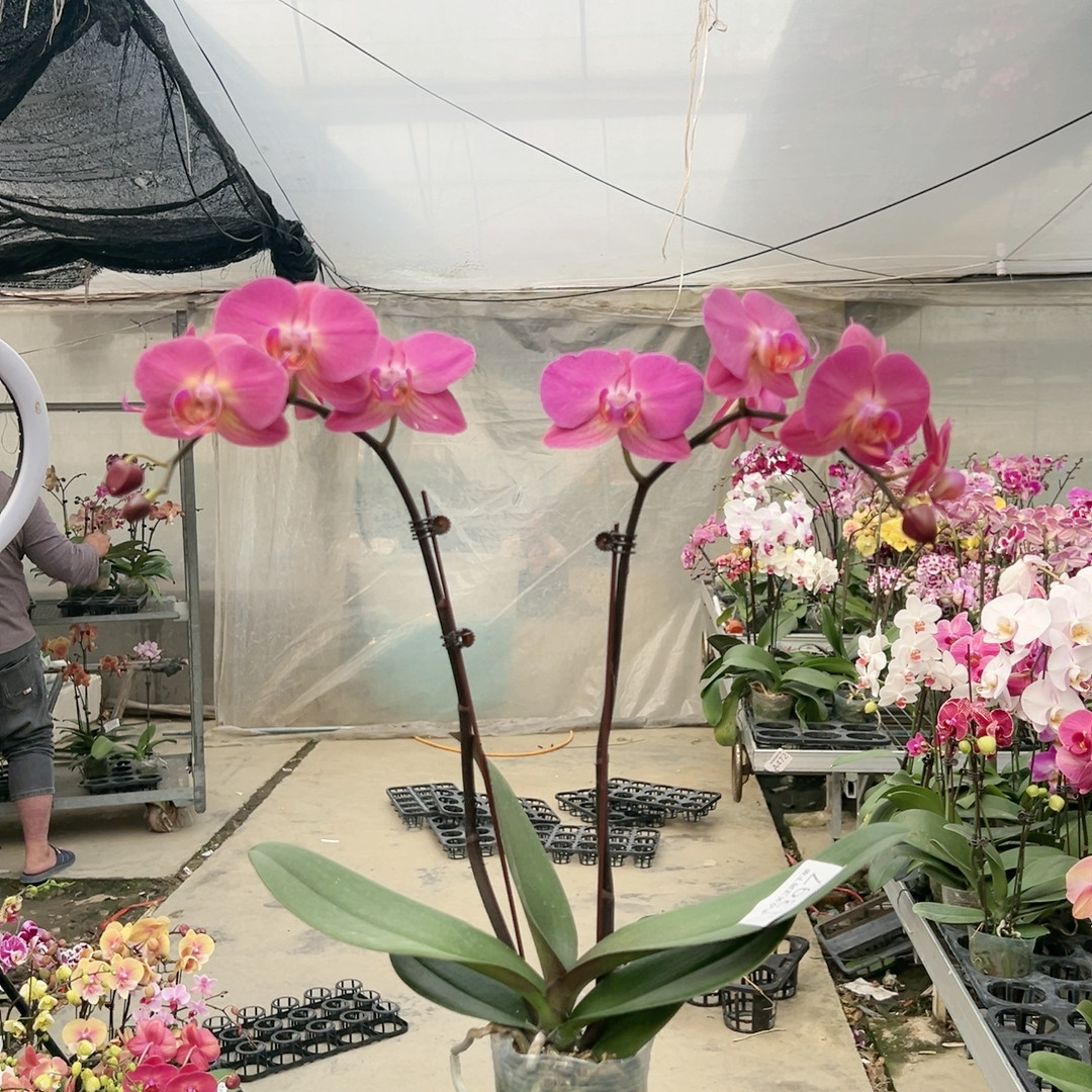 1397红苹果双剑3寸加高杯,鲜花速递/花卉仿真/绿植园艺,国兰/杂交兰/洋兰类,淘宝优惠券,粉丝福利购,淘宝优惠卷