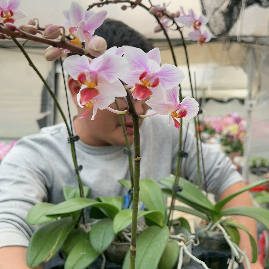 D461。2.8杯卡地亚橘带花发货清仓大甩卖