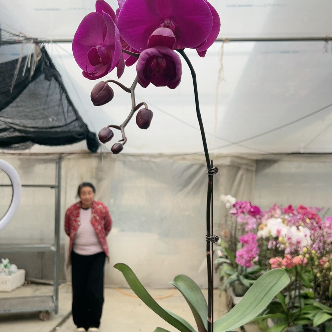 1410。3.5大杯红苹果开花株,鲜花速递/花卉仿真/绿植园艺,国兰/杂交兰/洋兰类,淘宝优惠券,粉丝福利购,淘宝优惠卷