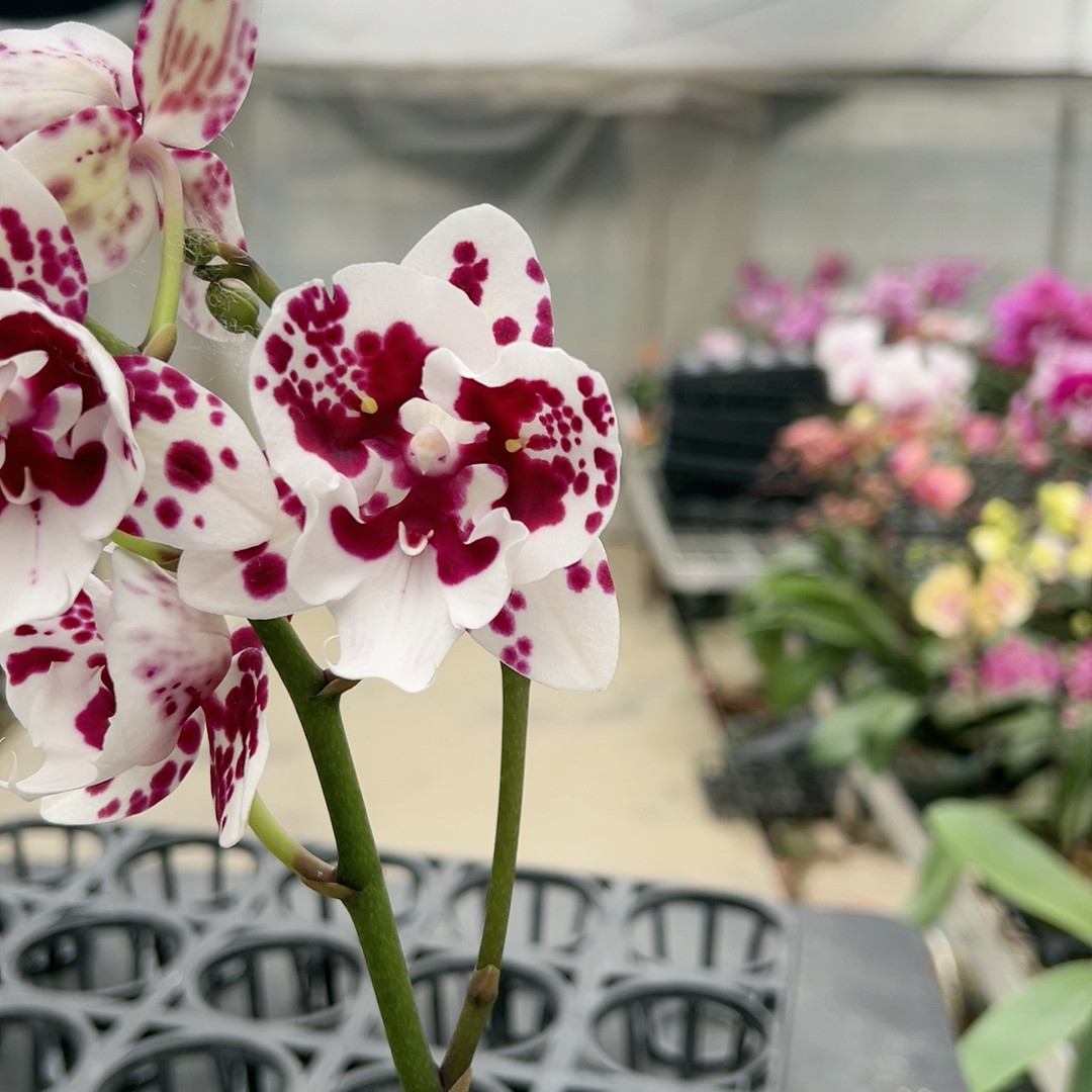 0742一千零一夜两眼变异3.0杯,鲜花速递/花卉仿真/绿植园艺,国兰/杂交兰/洋兰类,淘宝优惠券,粉丝福利购,淘宝优惠卷