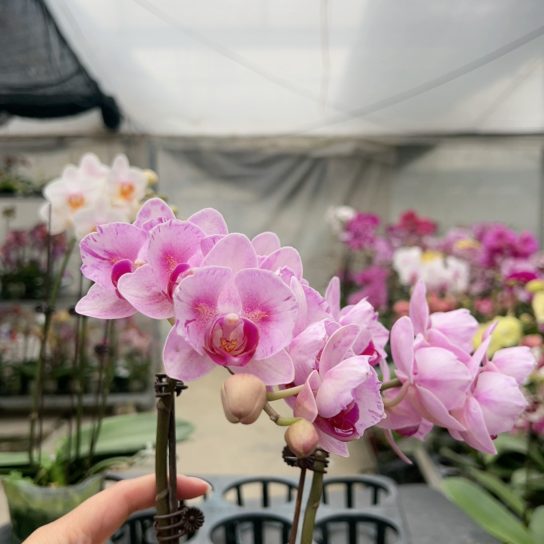 0618杭州美女两眼变异双剑2.8杯,鲜花速递/花卉仿真/绿植园艺,国兰/杂交兰/洋兰类,淘宝优惠券,粉丝福利购,淘宝优惠卷