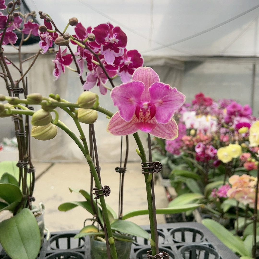 0648绿闪电两眼破烂边变异双剑3.0杯,鲜花速递/花卉仿真/绿植园艺,国兰/杂交兰/洋兰类,淘宝优惠券,粉丝福利购,淘宝优惠卷