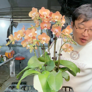 2786。四苗九花剑鲑鱼组盆发货