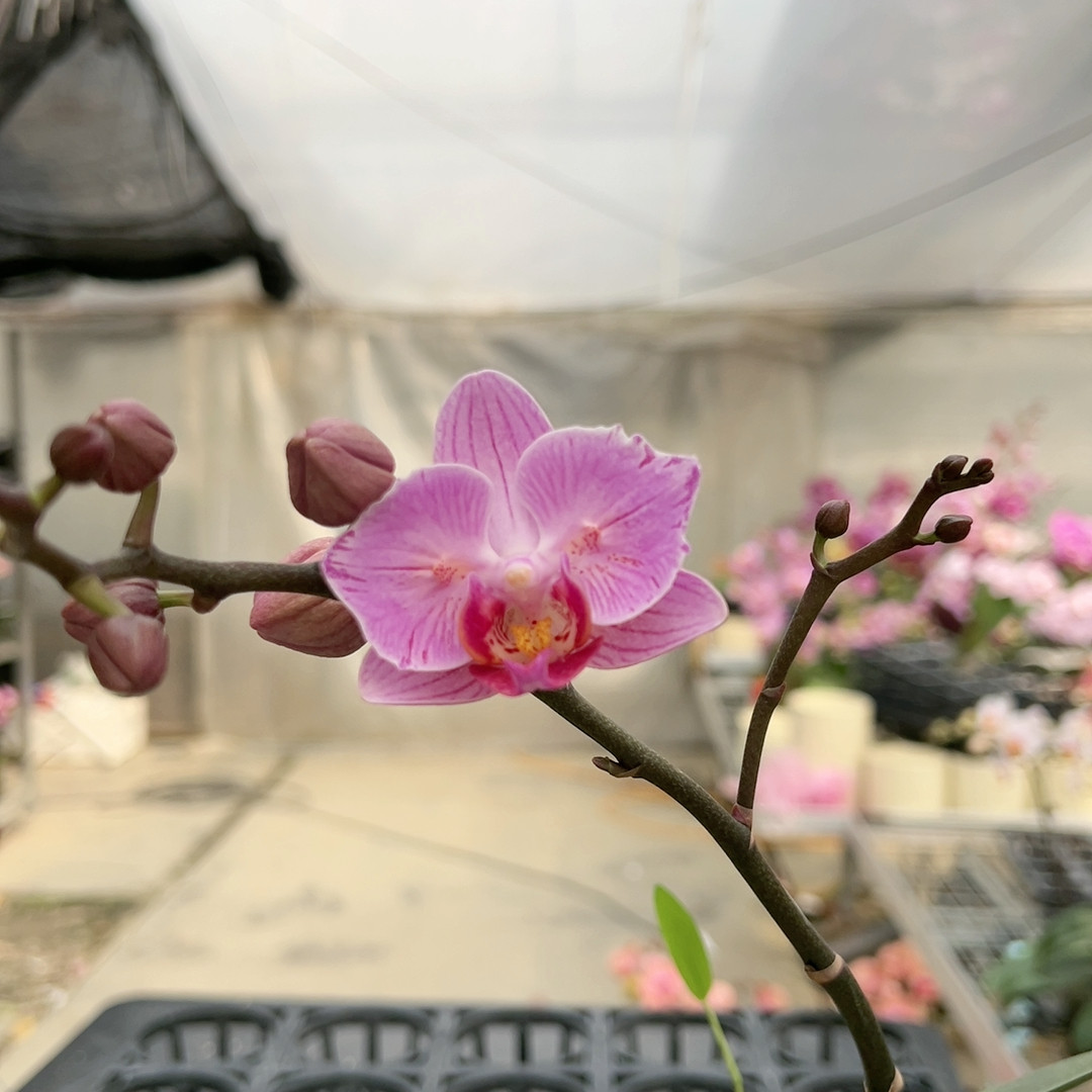 2111美琪粉红兔两眼变异3.5寸杯,鲜花速递/花卉仿真/绿植园艺,国兰/杂交兰/洋兰类,淘宝优惠券,粉丝福利购,淘宝优惠卷