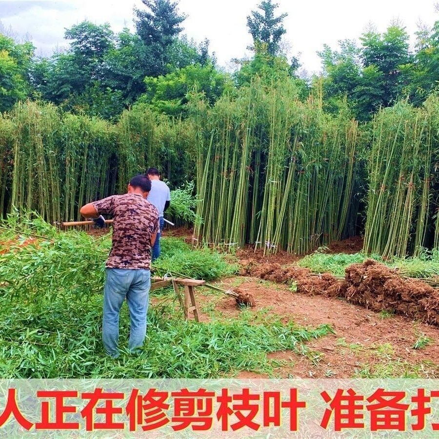 竹子苗黄金竹金镶玉竹庭院四季常青观赏竹绿植室内盆栽景观金竹苗图片