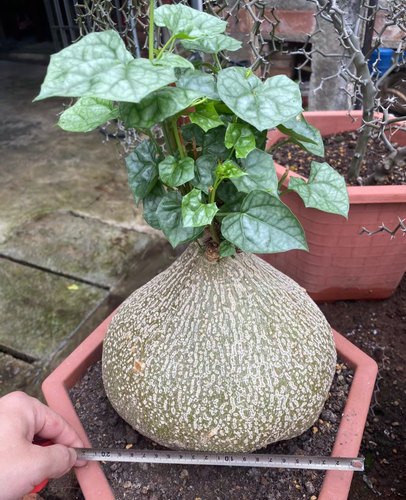 银叶睡布袋 多肉植物葫芦科块根植物 阳台观赏爬藤