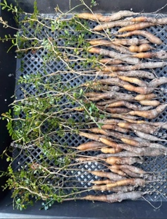 象足漆树多肉块根植物