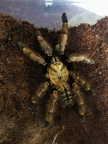 胡志明地老虎宠物蜘蛛凶猛品种2-12cm稀有收藏