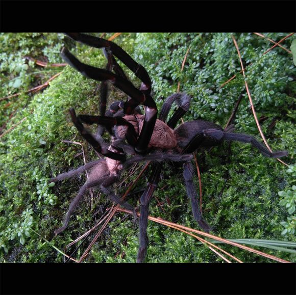 科迪勒拉粉背 0.5-1cm 漂亮长得快的稀少收藏宠物蜘蛛成长速度快