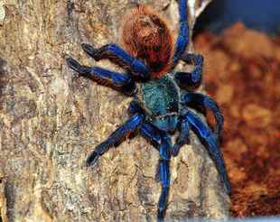 经典 委内瑞拉红绿橙1.5cm蜘蛛新手入门颜色绚丽生长迅速 品种蜘蛛