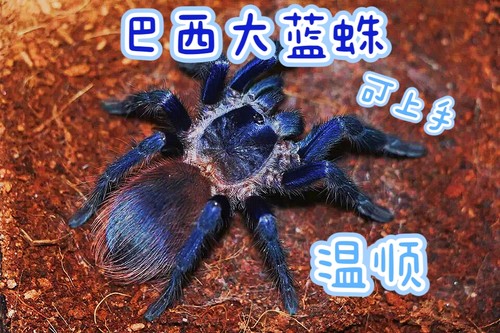 巴西大蓝蛛宠物活体蜘蛛温顺无毒可上手可爱入门学生
