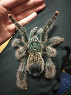 巨人圭亚那粉趾宠物活体蜘蛛成体超大体型温顺无毒可上手新手油彩