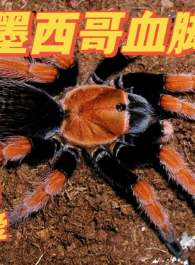 推荐温顺好养APH墨西哥血脚0.8-1厘米Aphonopelma bicoloratum