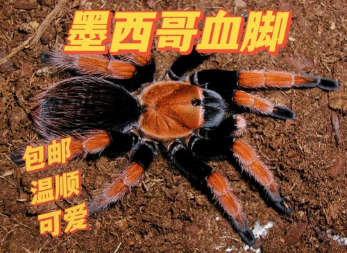 推荐温顺好养APH墨西哥血脚0.8-1厘米Aphonopelma bicoloratum