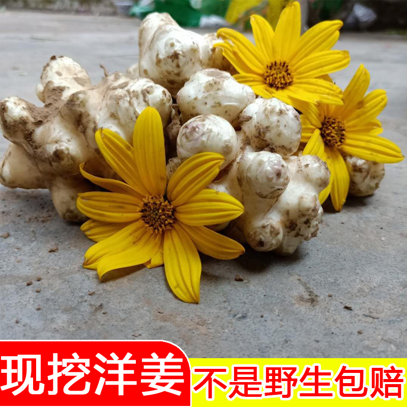 纯野生无农药24年现挖新鲜洋姜鬼子姜菊芋不辣姜腌菜泡菜用