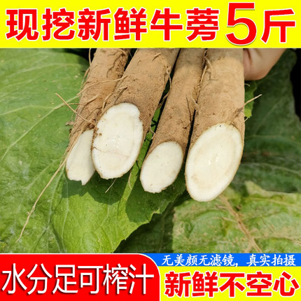 现挖特级牛蒡根新鲜5斤正品非黄牛蒡茶原料牛蒡根非牛旁榜膀野生