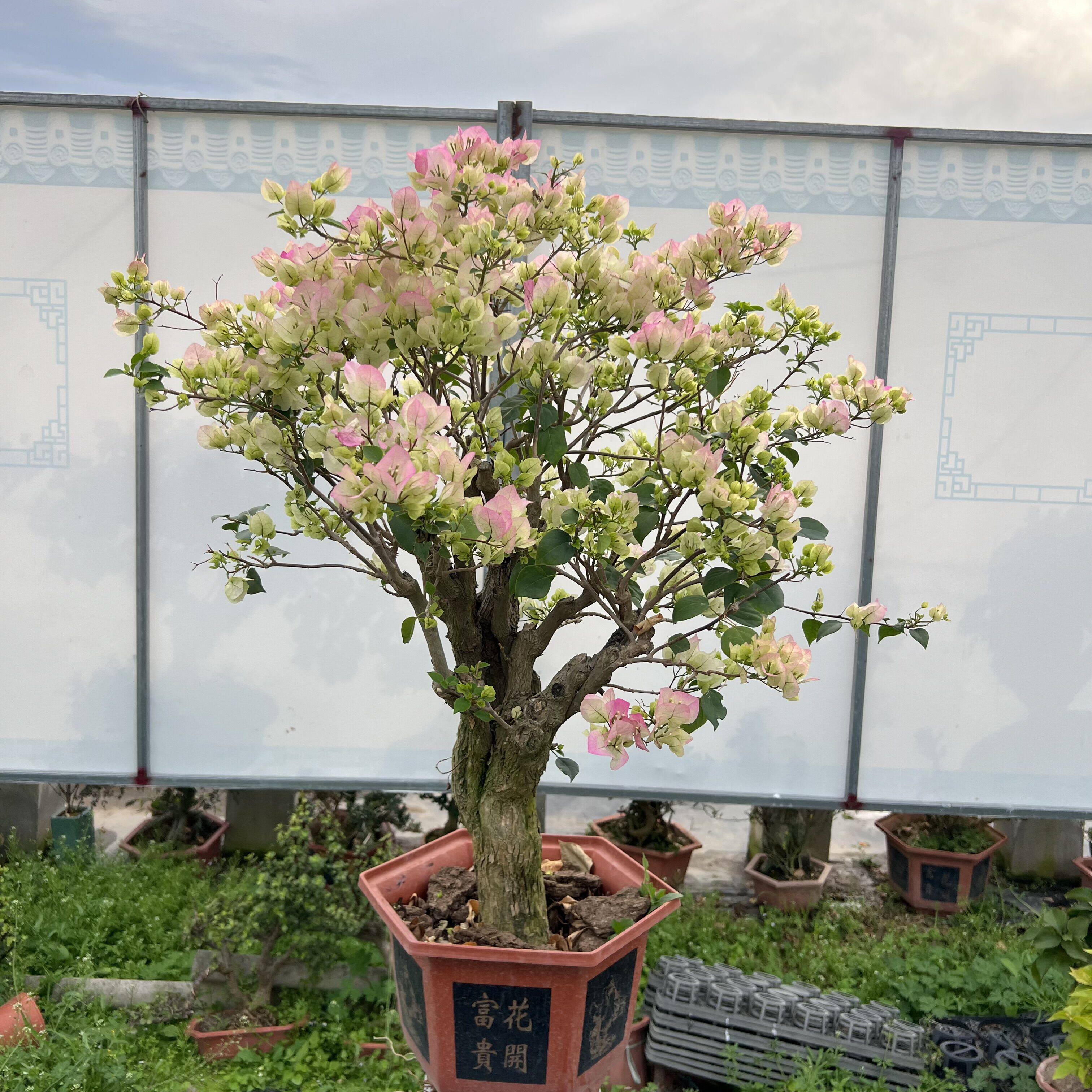 老桩绿樱三角梅 绿叶樱花 勤花品种