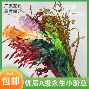 小盼草永生小盼草灵动永生花干花花束家居装 饰北欧风摆件风动草