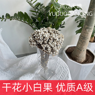 小白果干花花束冬菇草乌桕果薏仁果北欧风果实干花真花干树枝装饰