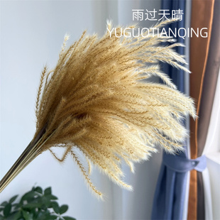 拂尘芦苇干花花束小芦苇金丝草天然干花瓶插花花束配花家居装饰