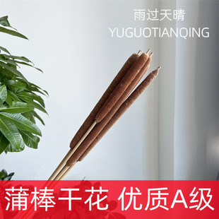 天然蒲棒香蒲草水蜡烛蒲棒干花真花瓶插花装饰抖音网红同款驱蚊花