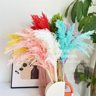 芦柴永生花天然干花芦柴梦幻婚庆花材网红芦柴梦幻花材小芦苇插花