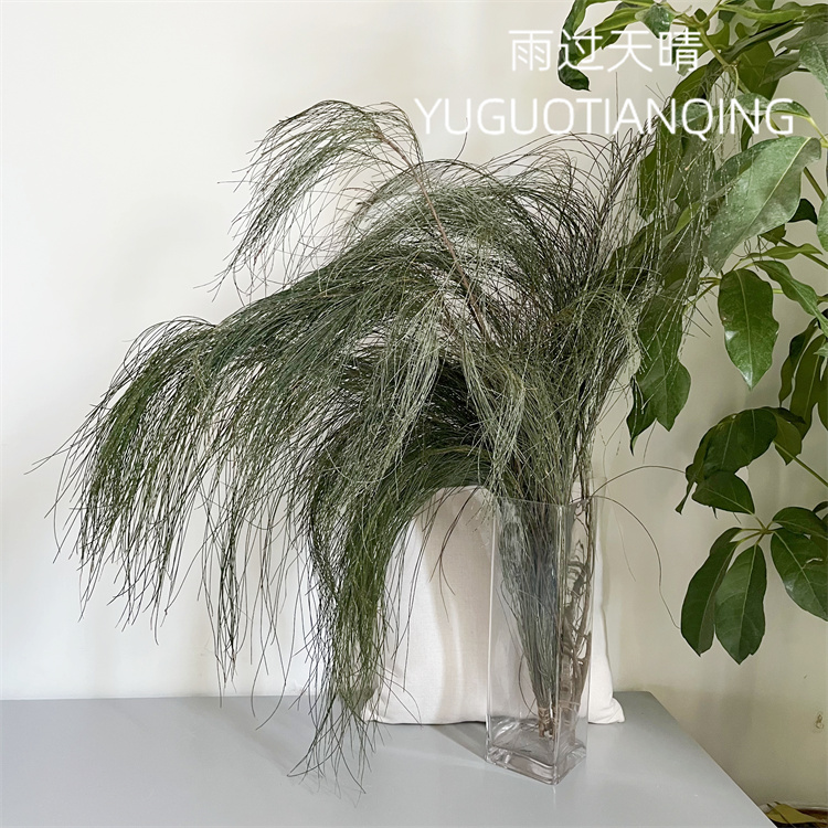 雨过天晴干花木麻黄花