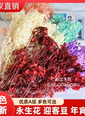 永生迎客豆永生花蝴蝶花干花婚礼花艺白色美陈场景布置年宵花瓶插