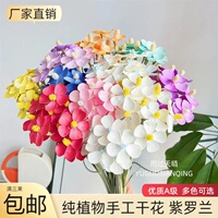 云南天然干花白色永生紫罗兰永生花蝴蝶兰家居软装花瓶插花五瓣花