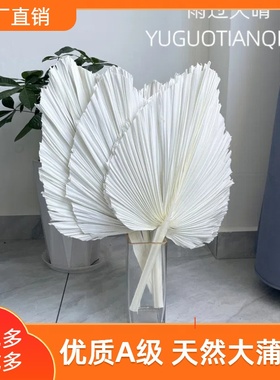 蒲扇干花大蒲扇叶蒲葵叶棕榈叶真花森系软装花材婚庆装饰场景布置