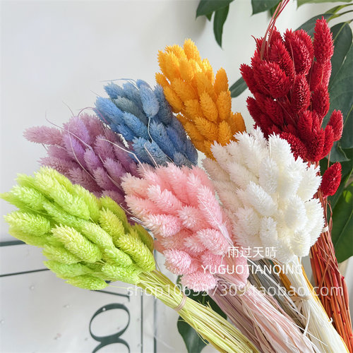 宝石草天然干花永生家居装饰diy