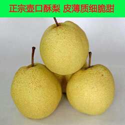 2025宜川酥梨 壶口酥梨 秋梨 梨子新鲜水果 砀山梨