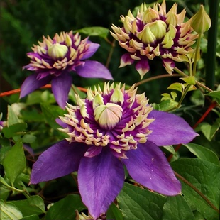 一加仑铁线莲大河四季开花丰花多头耐寒耐热室内阳台庭院盆栽花卉