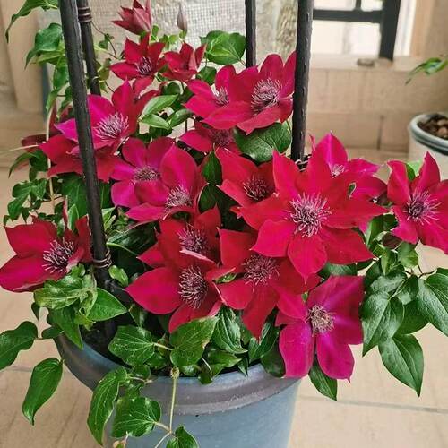 矮生大道铁线莲努比亚勤花耐寒耐热盆栽地栽庭院阳台花卉植物