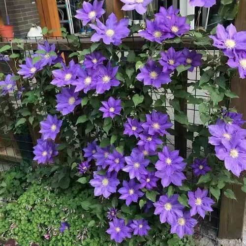 一加仑铁线连HF杨四季开花