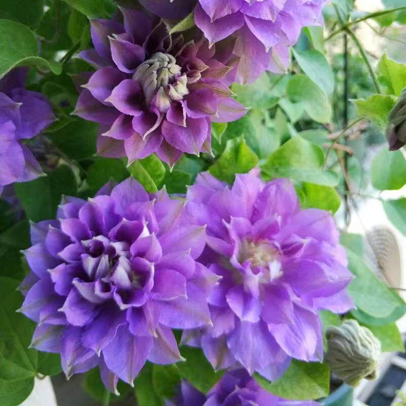 二类铁线莲[円空]紫色重瓣爬藤花室内阳台庭院盆栽地栽攀援花卉