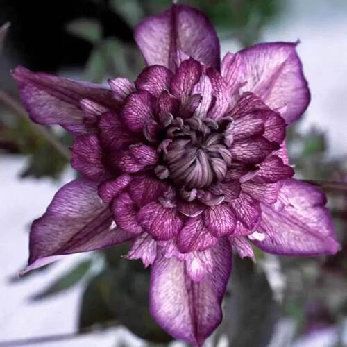 铁线莲四季开花丰花多头