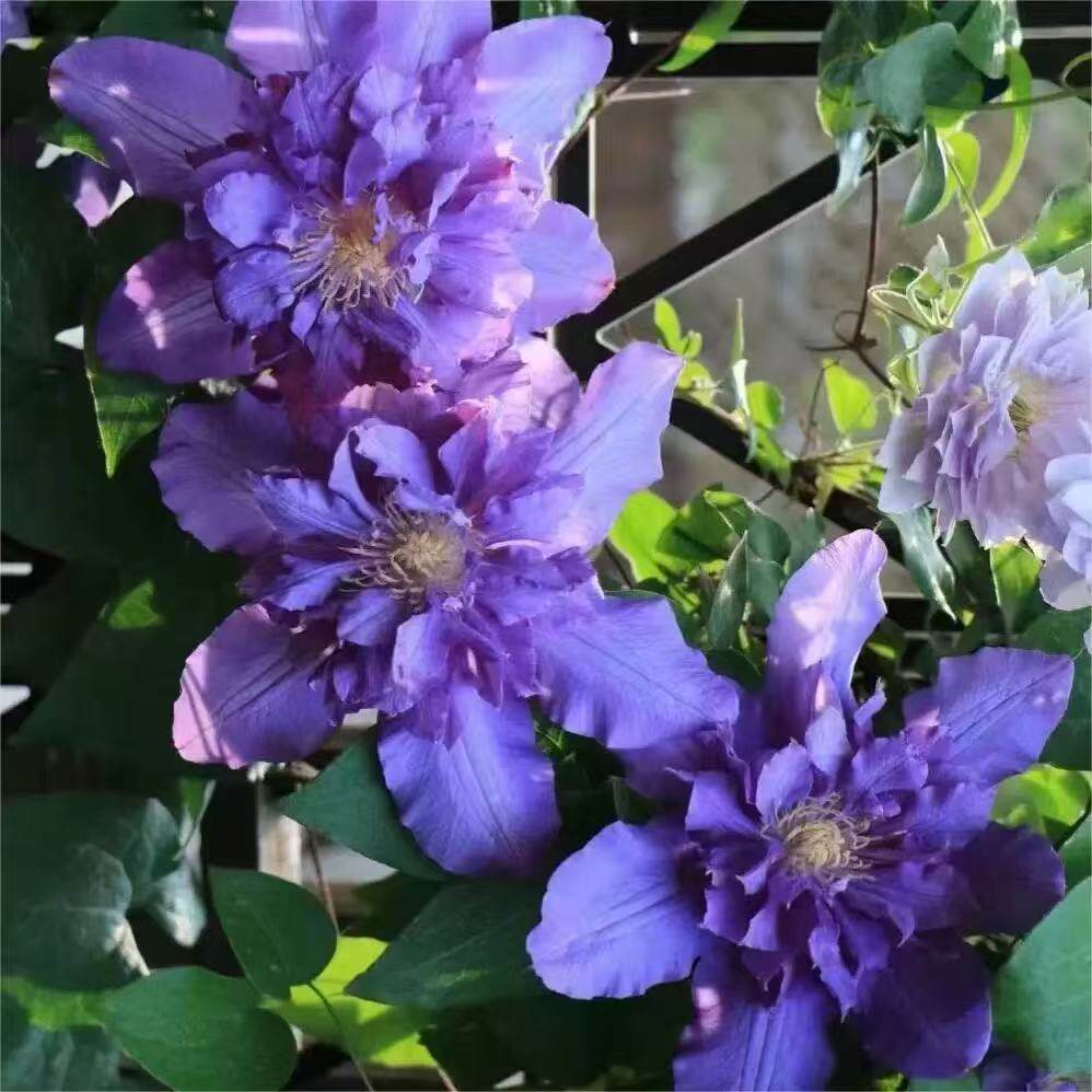 一加仑铁线莲薇安四季开花丰花多头耐寒耐热室内阳台庭院盆栽花卉