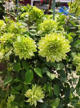 耐寒铁线莲 风之森林 绿色重瓣大花 耐寒耐热盆栽地栽庭院阳台