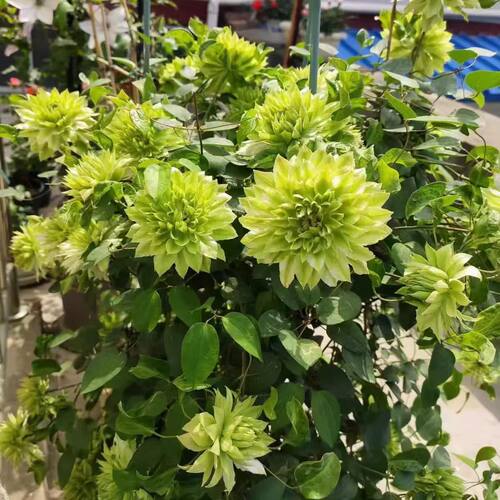 耐寒铁线莲 风之森林 绿色重瓣大花 耐寒耐热盆栽地栽庭院阳台