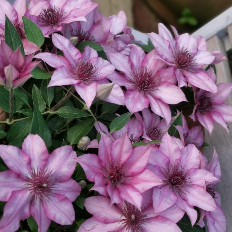 铁线莲(许愿星)矮生大道四季开花耐寒耐热盆栽地栽庭院阳台