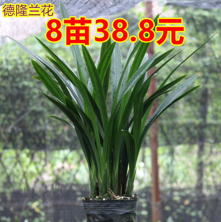 浓香兰花企墨带花苞 宽叶金边墨兰企黑爪蜜蜂兰 大花蕙兰花卉绿植