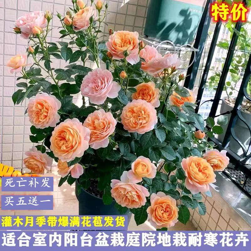 荷兰果汁阳台玫瑰花苗灌木月季露台盆栽花卉浓香四季开花室内绿植