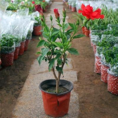 重瓣扶桑花盆栽大红花苗带花苞桑叶牡丹木槿朱槿植物室内阳台花卉