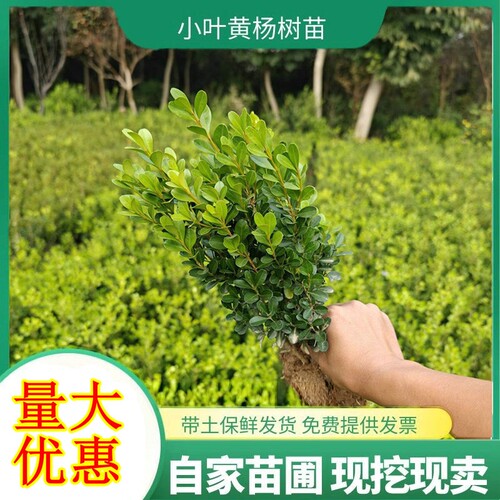 小叶黄杨苗瓜子黄杨苗法国冬青苗冬青苗金边黄杨庭院绿篱树苗