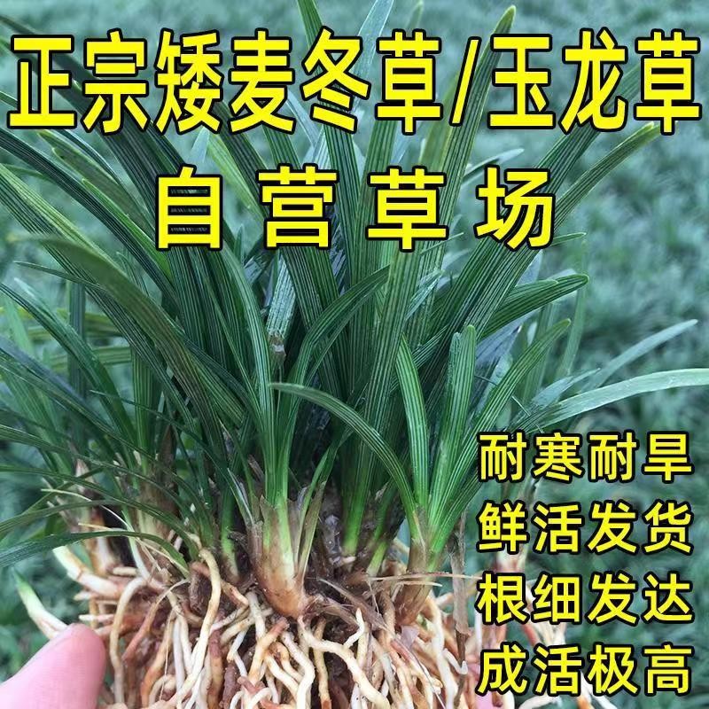 玉龙草日本矮麦冬草别墅园林绿化草苗草平真草皮四季常青庭院草坪图片